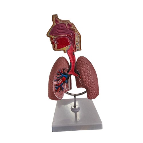Anatomisches modell - anatomisches,