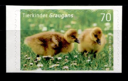 Vögel graugans tierbabys - vögel.,