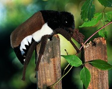 Kösen Maikäfer Kalle 14 cm