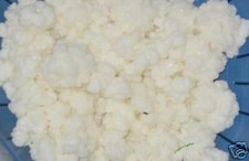 Tibetischer Kefirpilz **