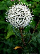 3 x Weiße Kugeldistel Arctic
