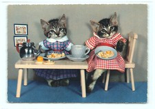 Katzen beim frühstück - beim,