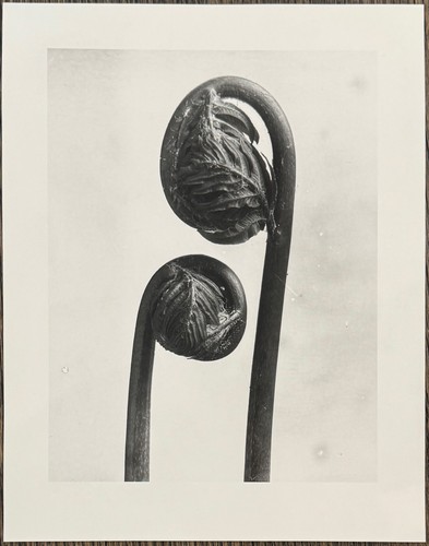 Karl blossfeldt königsfarn - karl,