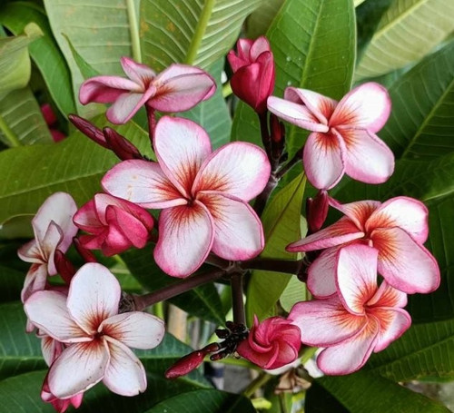 Frangipani plumeria - plumeria,