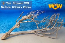 🪴 XXL Tee Strauch Aquarium