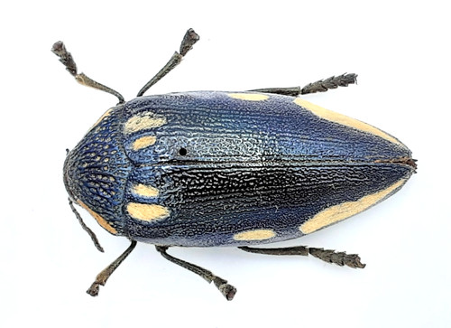 Buprestidae sternocera orissa - buprestidae,,