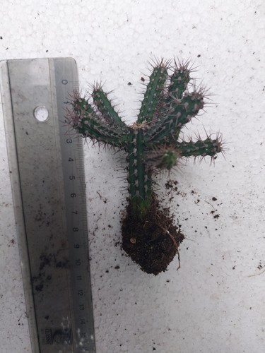 Euphorbia baioensis pflanze - euphorbia,