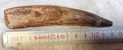 Xxl spinosaurus zahn cm - xxl,