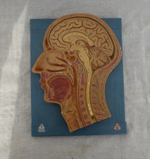 Altes Modell Mensch Kopf Somso