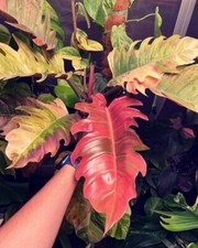8000AK Philodendron Variegata