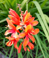 5 Montbretien  Montbretia