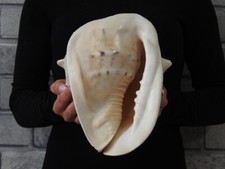 Muschel Cassis Cornuta 208mm