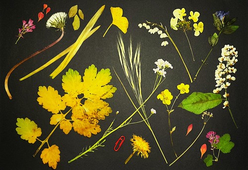 Herbarium gepresste