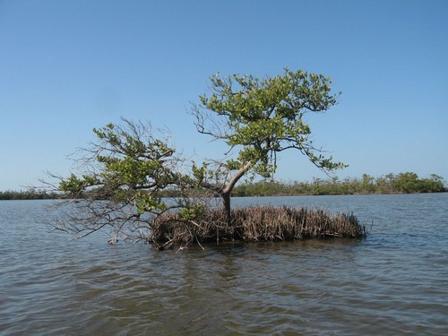 Schwarze mangrove avicennia - schwarze,
