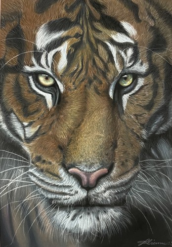 Tiger portrait - tiger,