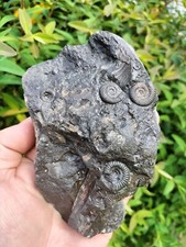 NEUWERTIG DACTYLIOCERAS GRACILE MULTI AMMONIT WHITBY YORKSHIRE UK DINOSAURIER FOSSIL