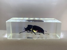Kampf-Nashornkäfer in Acrylblock / durchsichtiges Acryl / echte Käfer, Insekten 