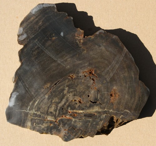 Versteinertes holz aus - versteinertes,
