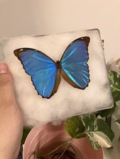 Morpho Gordati Blauer