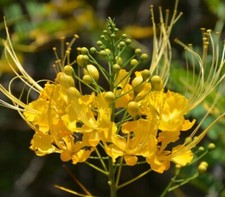 Caesalpinia pulcherrima Yellow
