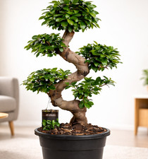 XL Bonsai Ficus Microcarpa