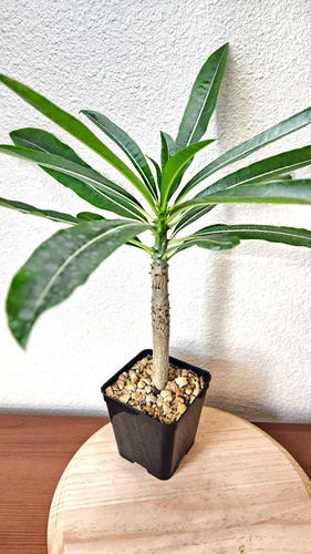 Pachypodium