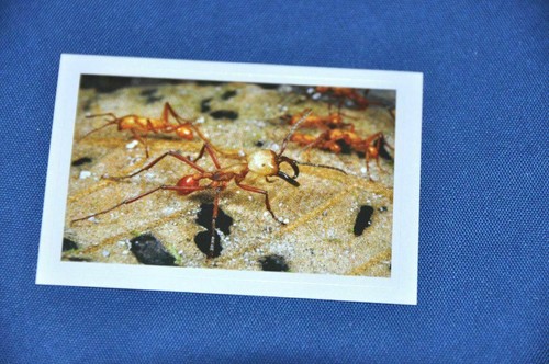 Rewe abenteuer tierwelt - rewe,