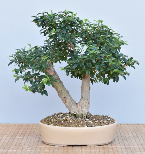 Bonsai indoor liguster - bonsai, indoor,