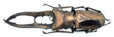 Lucanidae, Cyclommatus