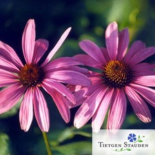 Roter Sonnenhut, Set mit 20 Pflanzen, Echinacea purpurea, Wildform