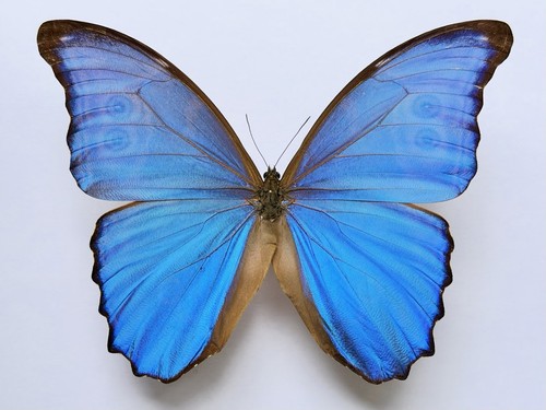 Morpho godarti tingomariensis