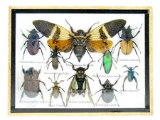 Einzelstück - echte