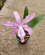 kompakte duft Orchidee Cattleya Ca. kerrii x schilleriana /warm Versand