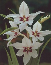 25 Sterngladiolen Acidanthera