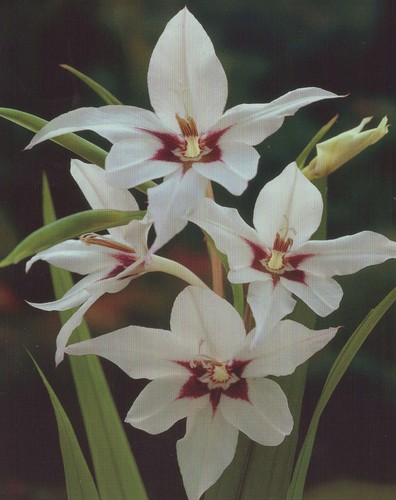 Sterngladiolen acidanthera - 50,
