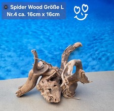 🪸 Moorkienwurzel-
