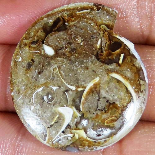 Natürlich fossil - ct,