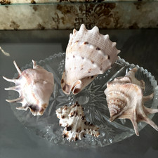 SET 4 Muschel Mix Sea Shells
