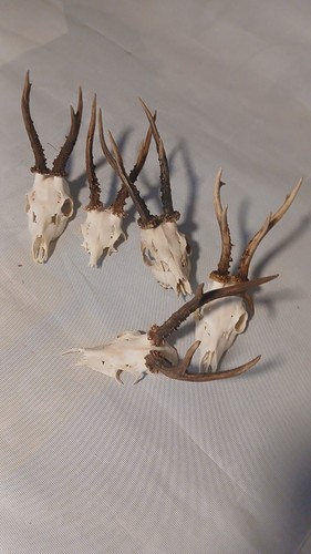 Reh geweih jagdtrophäe - reh,