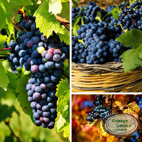Weinrebe moldova - 'moldova', –