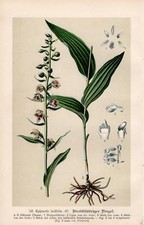 Epipactis helleborine -
