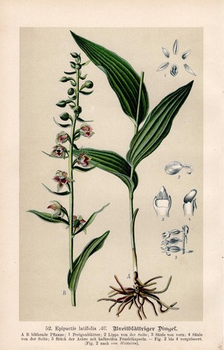 Epipactis helleborine - ,