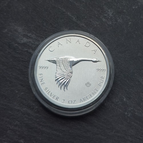 Canadian goose 2020 9999 - canadian,