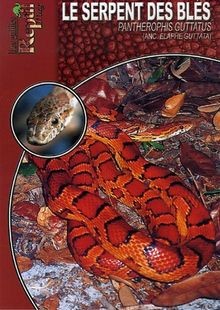 Serpent des blés - serpent,