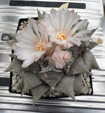 Ariocarpus retusus SB68 Coronel SLP blühfähig schöne Rarität Mutterpfl. 12cm dm