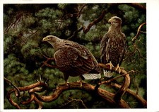 Wiechmann-Bildkarten