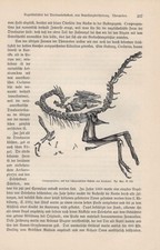 Compsognathus Skelett Dinosaurier HOLZSTICH von 1895