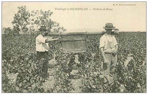 Weinlese beaujolais nr - weinlese,