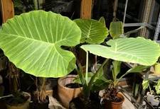 Leucocasia thai giant riesen - giant,,