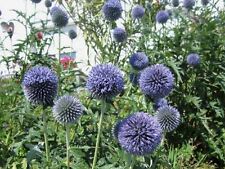 Kugeldistel blau ca. 100 Samen